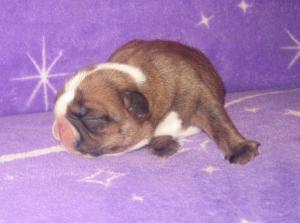 EnglishBulldogPuppies